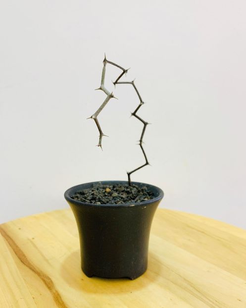 Decarya madagascariensis - Whish list pentru viata urmatoare2