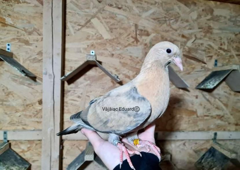  - NU AMI APARTIN 2020