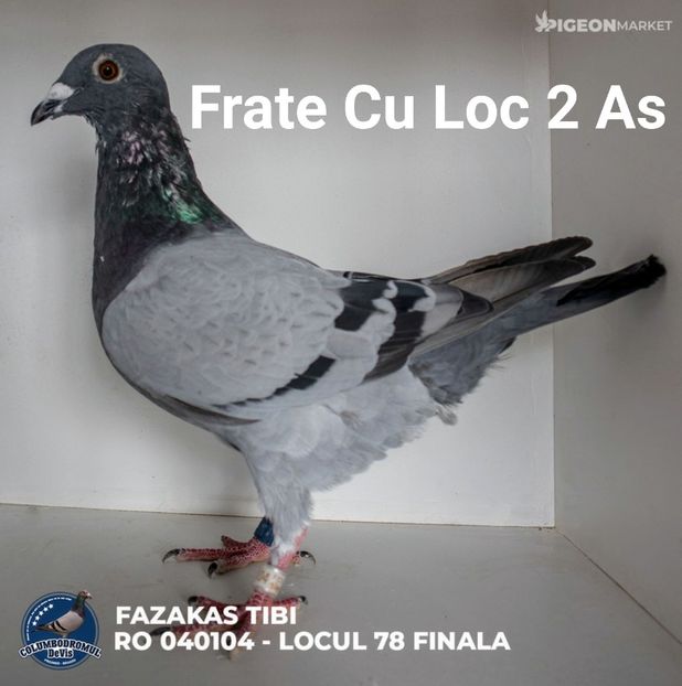  - Rezultate Columbodrom DeVis