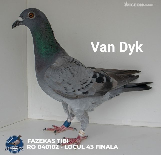  - Rezultate Columbodrom DeVis