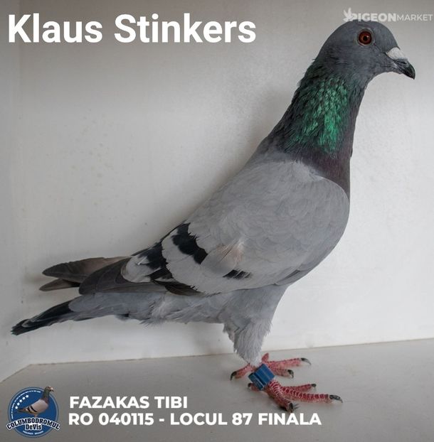  - Rezultate Columbodrom DeVis