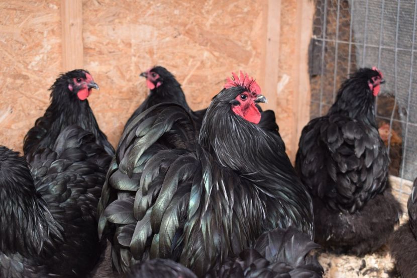 - Orpington negru