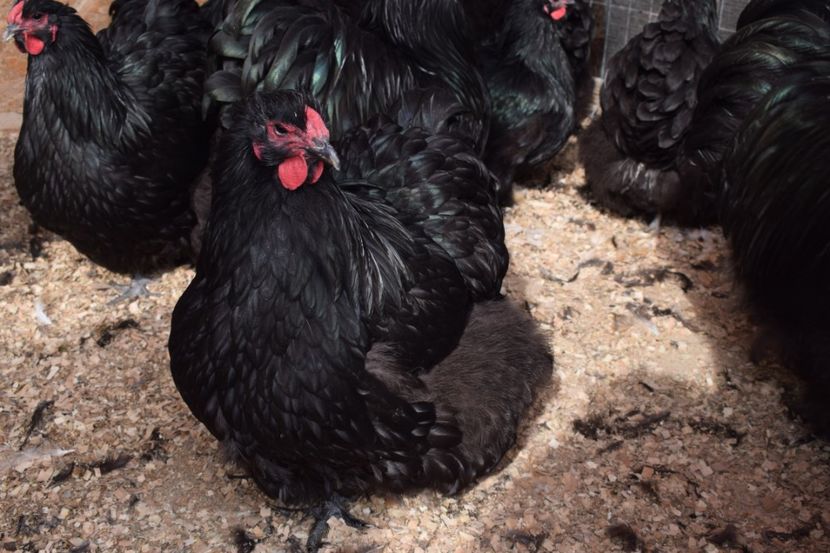  - Orpington negru