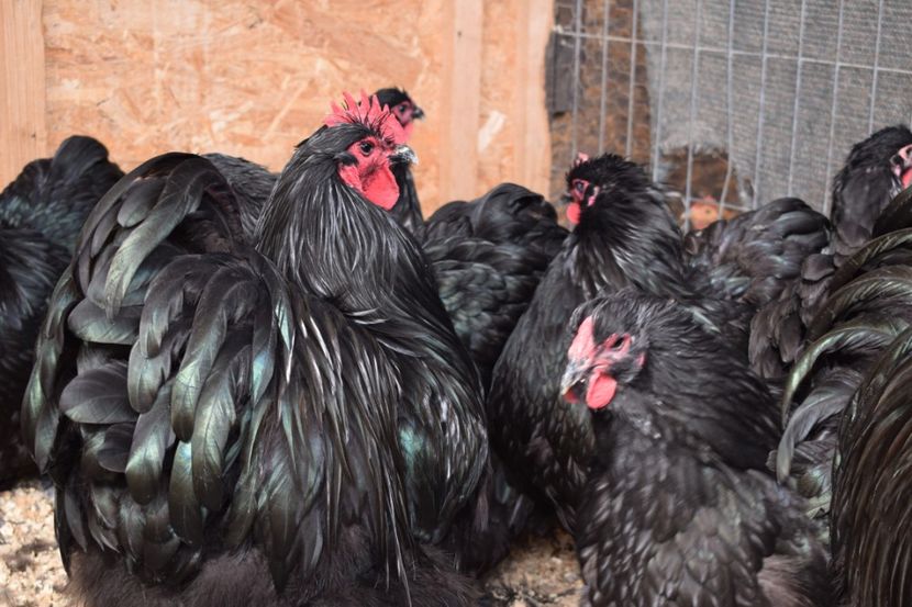  - Orpington negru