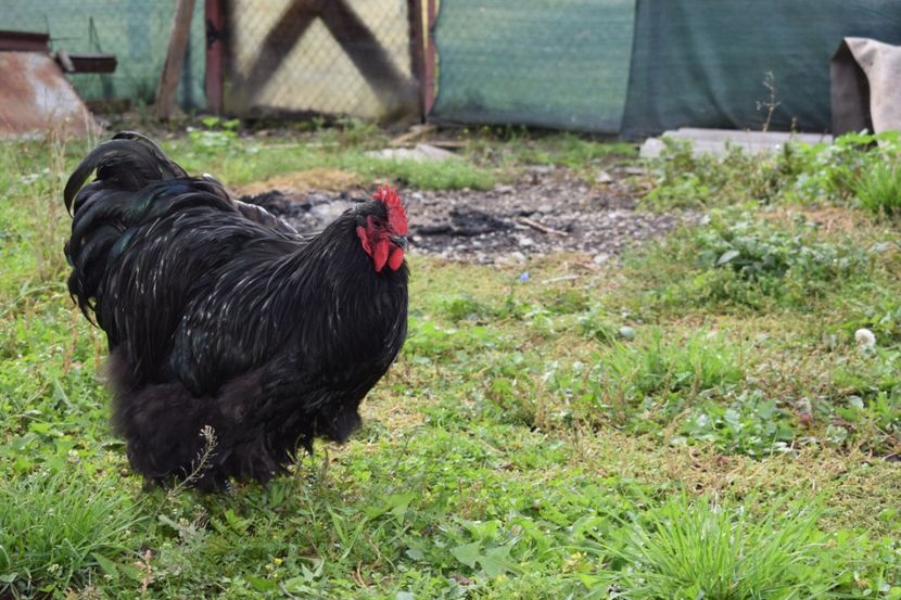  - Orpington negru