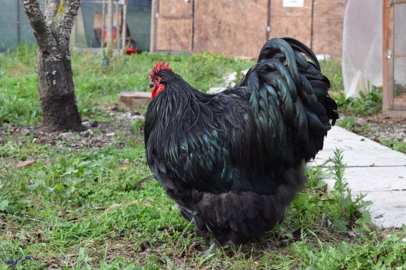  - Orpington negru