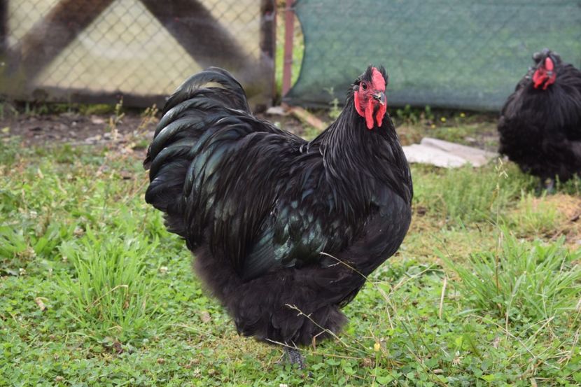  - Orpington negru