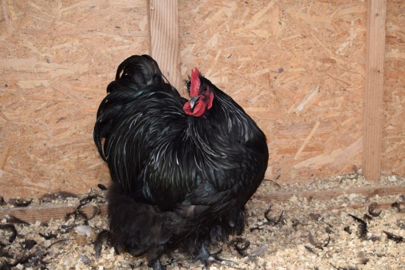 - Orpington negru