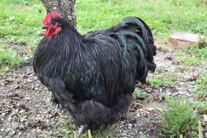  - Orpington negru