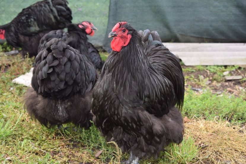  - Orpington negru