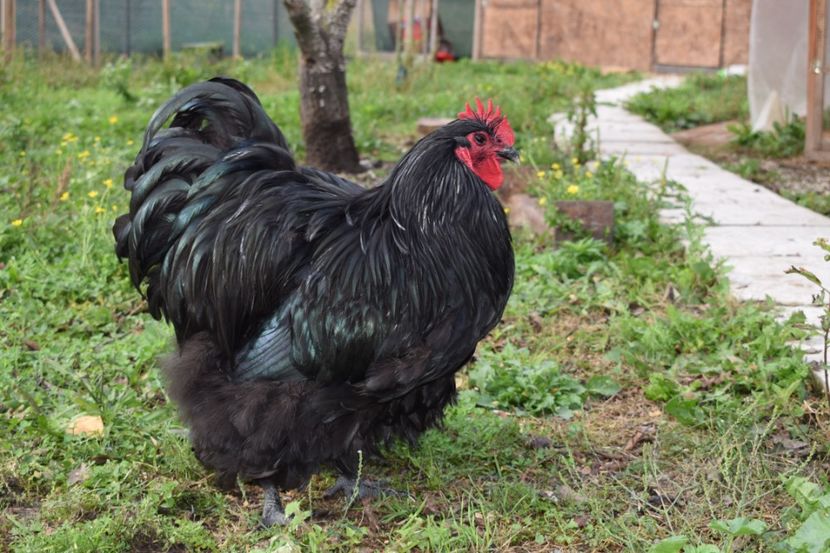  - Orpington negru