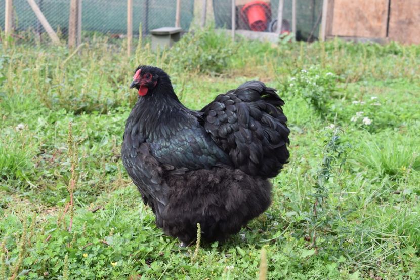  - Orpington negru