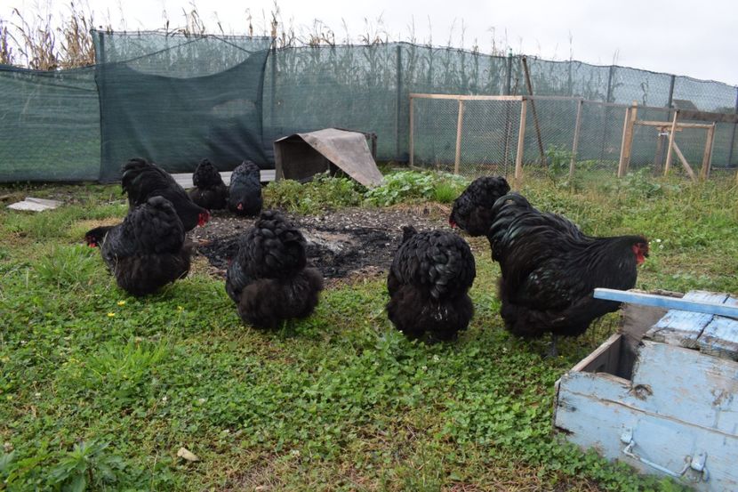  - Orpington negru