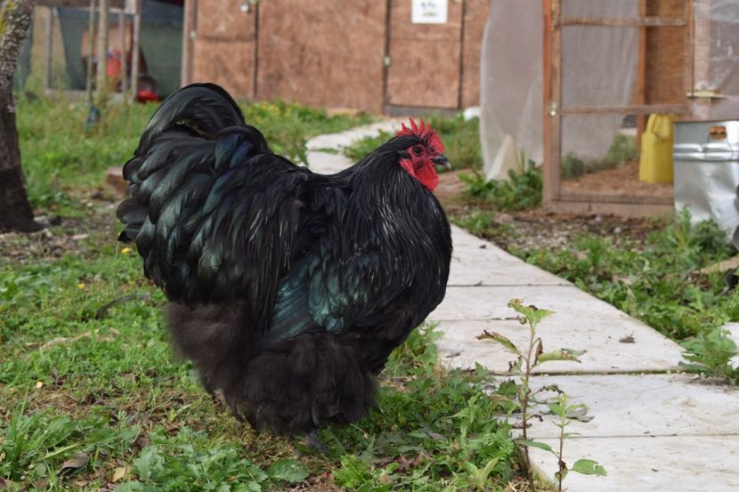  - Orpington negru