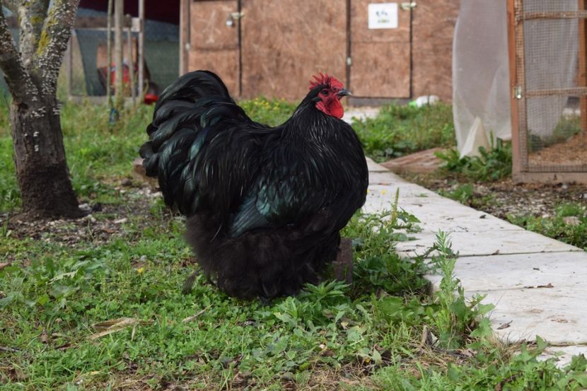  - Orpington negru