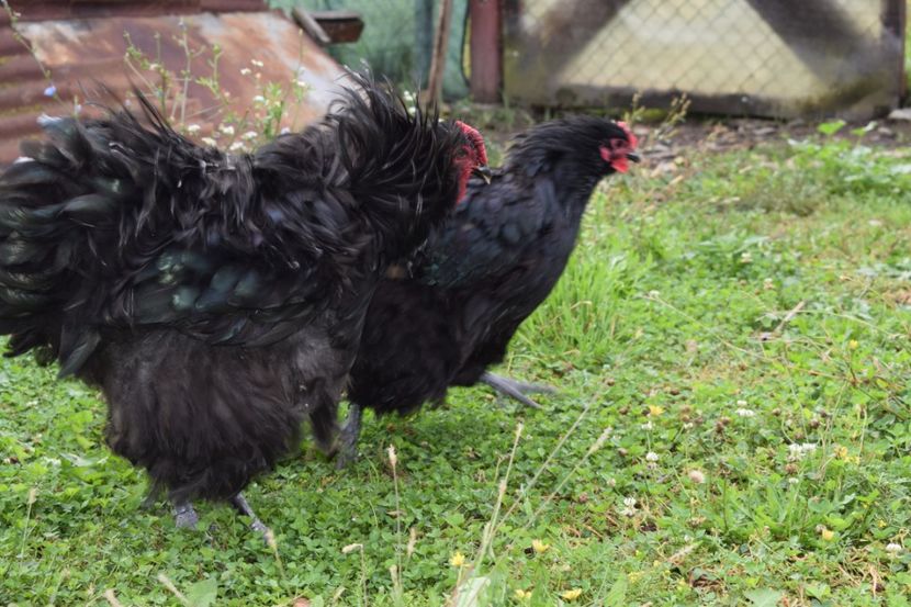  - Orpington negru
