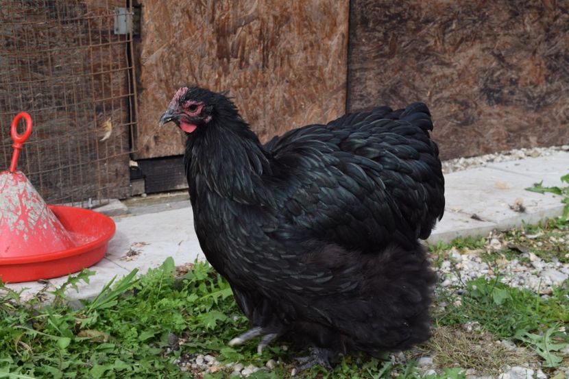  - Orpington negru