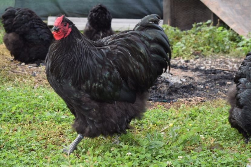  - Orpington negru
