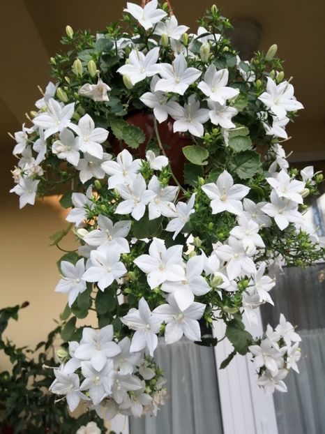  - Campanula