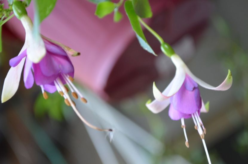  - My Fuchsia Collection