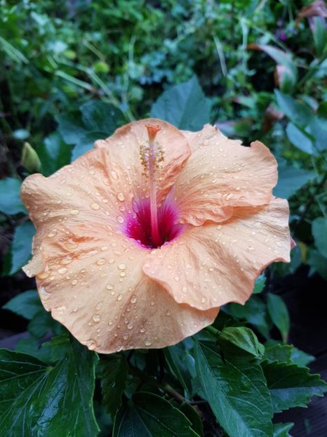 - Hibiscus