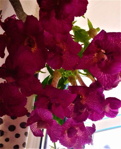  - colectia mea de achimenes 001 2020