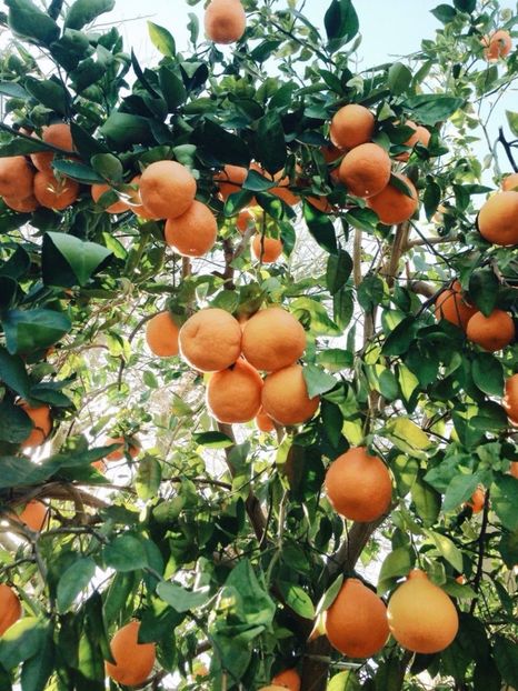 Portocalele ,Clementine,Mandarine si asemănările lor ♥️♾ - Journal - Something A B O U T of me