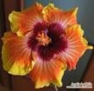 hibiscus JAYELLA - A a a a a FLORI 2020