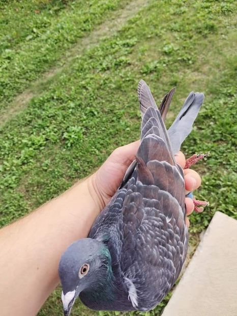  - NU AMI APARTIN 2020