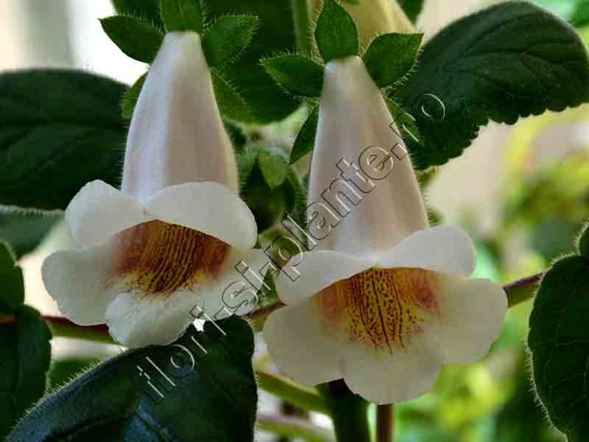 Sinningia Luci s Makeup - GLOXINIA-SINNINGIA _COLECTIA 2020_2024