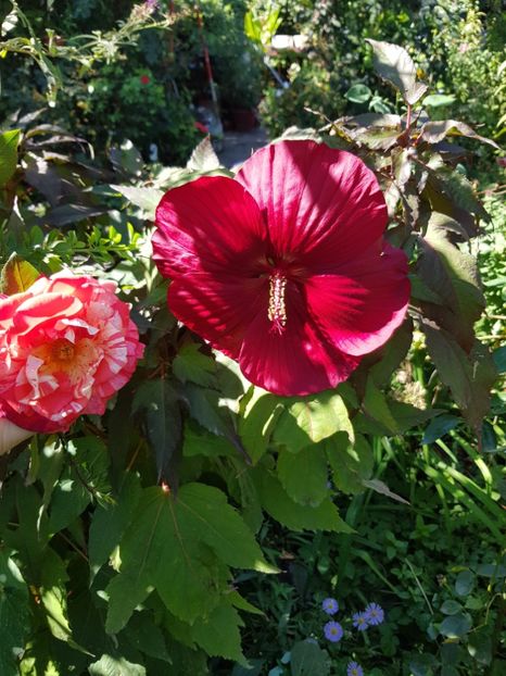  - Hibiscus moscheutus