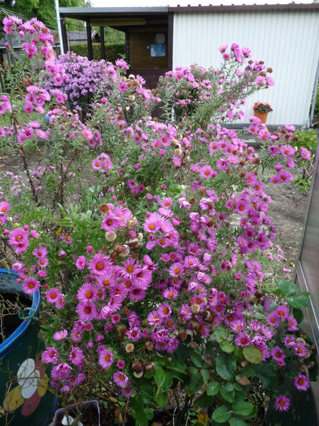  - 2020 - 03 - Toamna