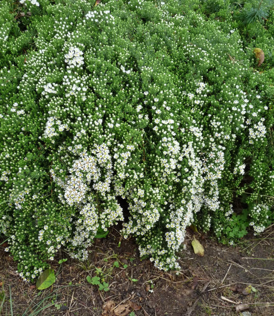  - 2020 - 03 - Toamna