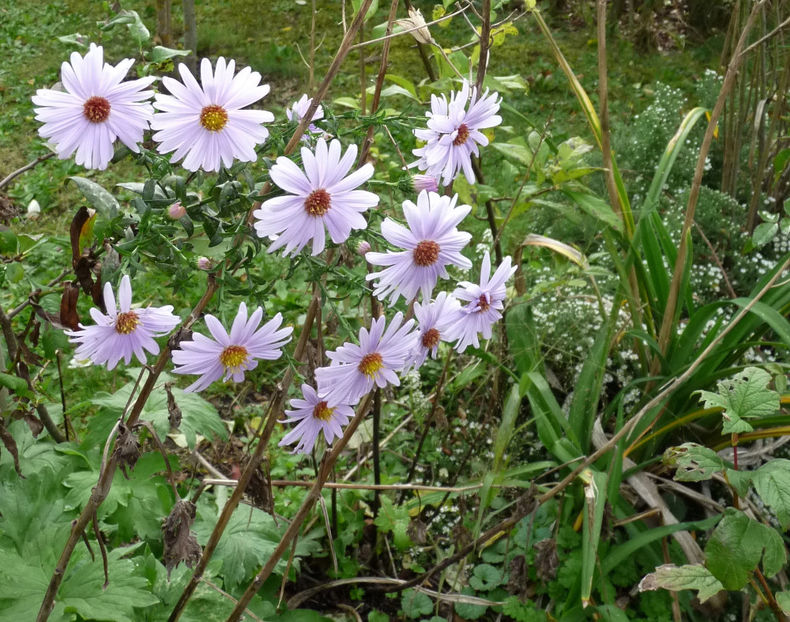  - 2020 - 03 - Toamna