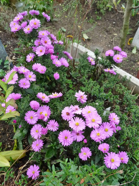  - 2020 - 03 - Toamna