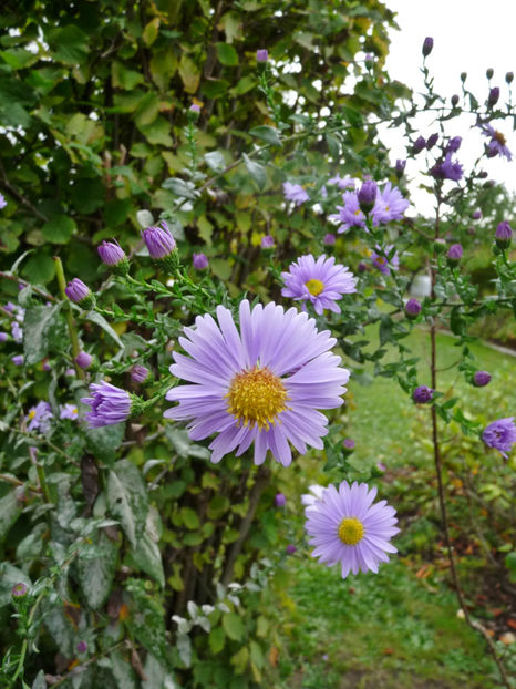  - 2020 - 03 - Toamna