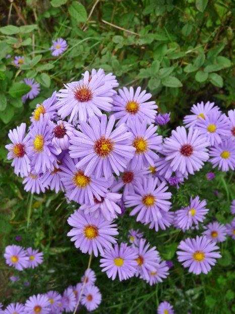  - 2020 - 03 - Toamna