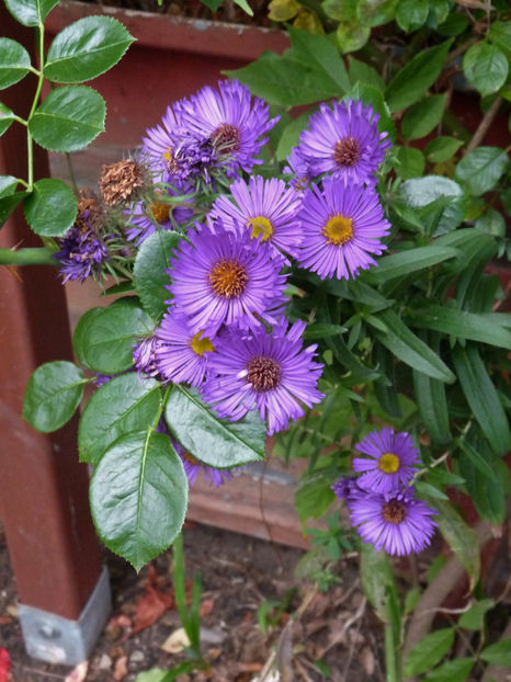  - 2020 - 03 - Toamna