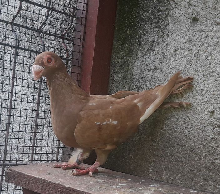 Pui 2020 - Carunculați 2020