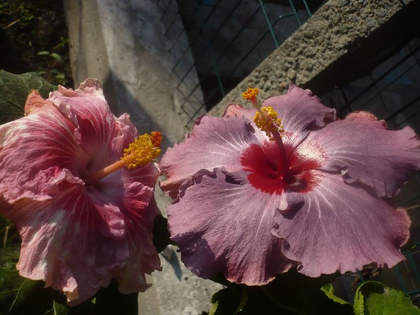 11.10.2020 - HIBISCUSI 2020-5