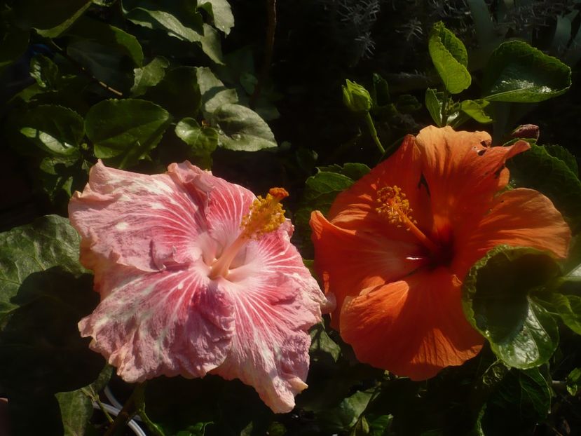 P1460989 - HIBISCUSI 2020-5