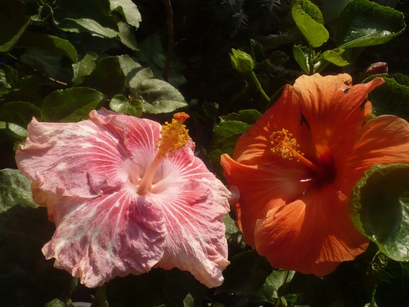 P1460990 - HIBISCUSI 2020-5