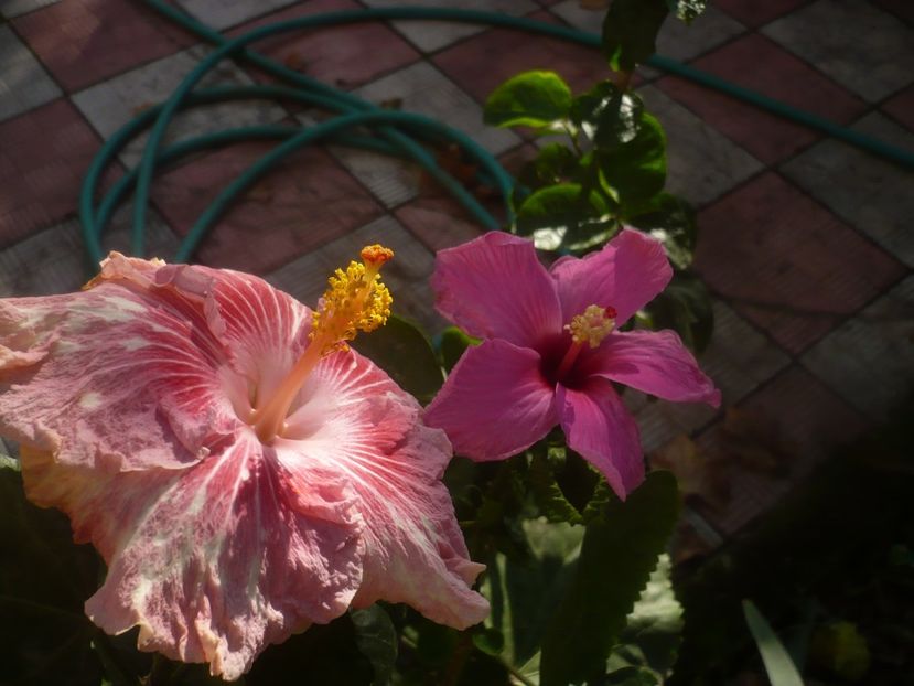 P1460991 - HIBISCUSI 2020-5