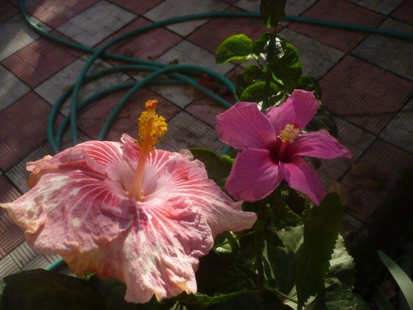 P1460992 - HIBISCUSI 2020-5
