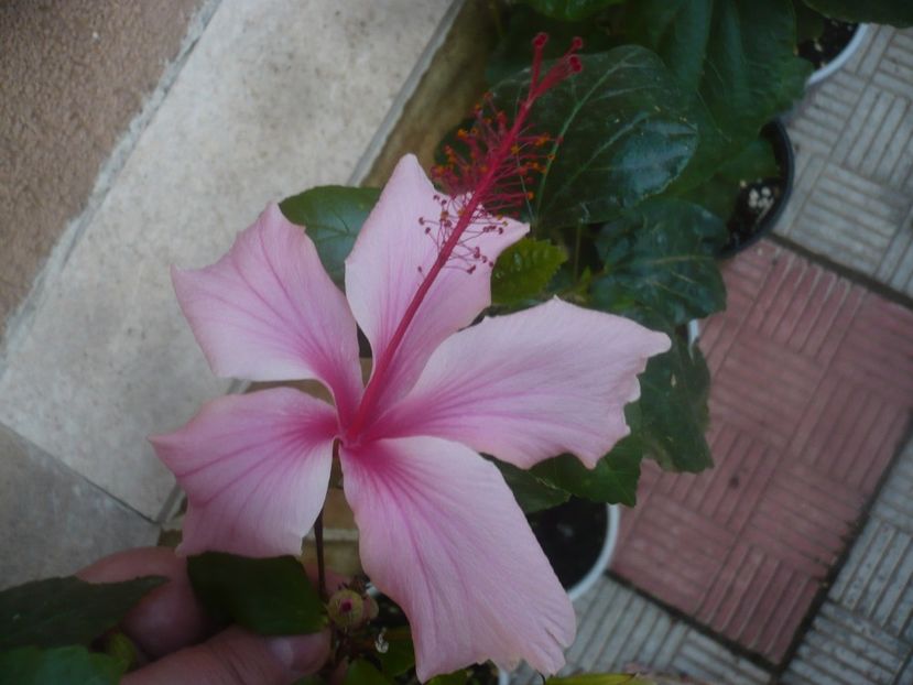 P1460993 - HIBISCUSI 2020-5