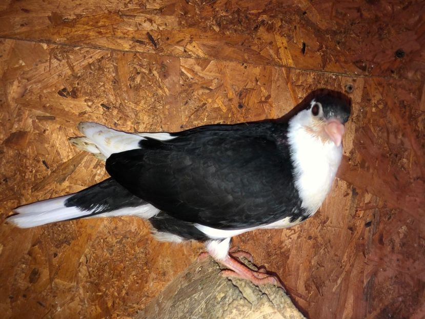 mascul  2020 - Plecați ALBUM 3