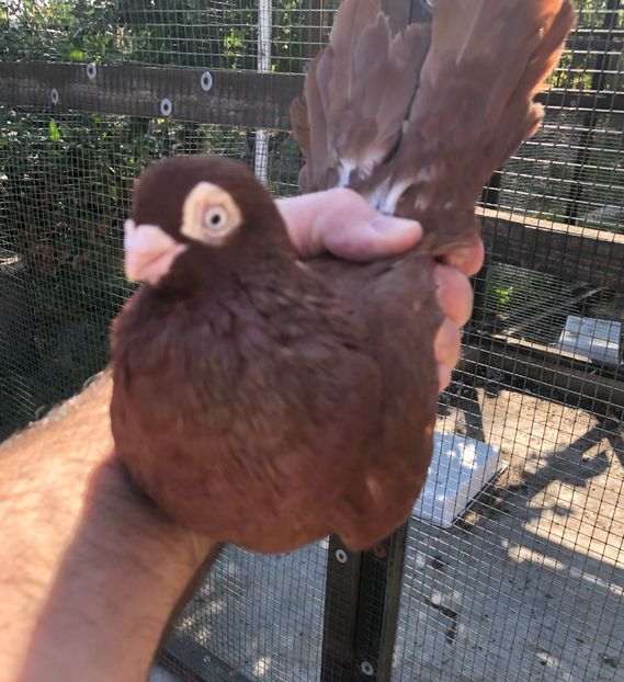 75CA6B60-7F61-4C6D-8034-F778D5A8D451 - Poze noi