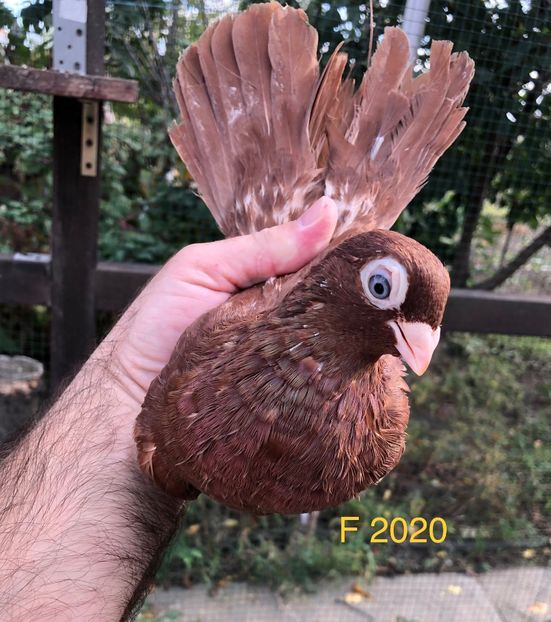 AB57C57E-4AFF-42E3-85E3-9F8D53BA5CAC - Poze noi