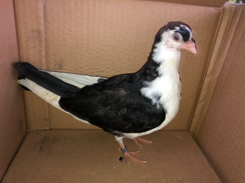 8880  femelă  2020 - Plecați ALBUM 3