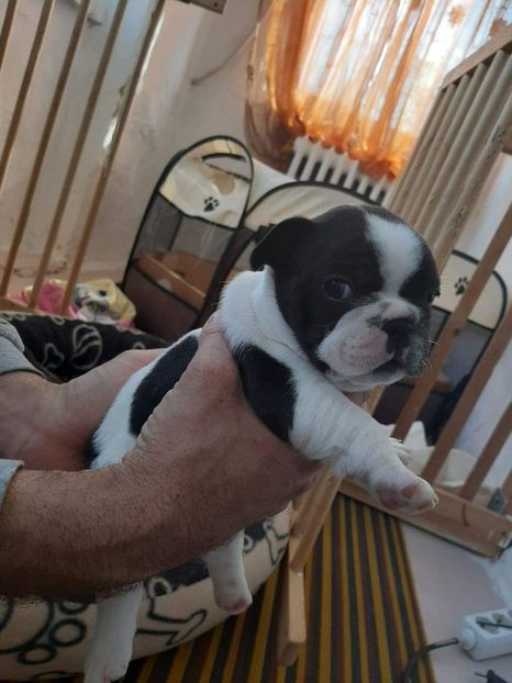 received_681973129397876 - Bulldogei 2020